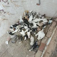 کفتر بیرون