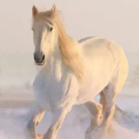 واگزاری اسب|اسب و تجهیزات اسب‌سواری|مشهد, رباط طرق|دیوار