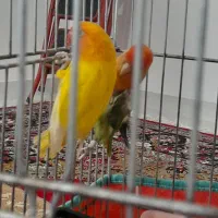 طوطی برزیلی اوپال|پرنده|گیلان غرب, |دیوار