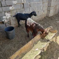 بز چاق کولار|حیوانات مزرعه|شیراز, آبیاری|دیوار