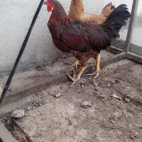 دو عدد مرغ و خروس به فروش میرسد