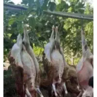 ذبح وقصابی گوسفند