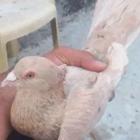 پرنده های خانگی