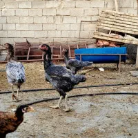 خروس و مرغ لاری اصل|حیوانات مزرعه|فراشبند, |دیوار