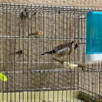 سره بخون قواره دار فروش یامعاوضه باسهره‌قناری