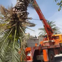 برش نخل رایگان