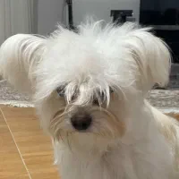 گمشده|حیوانات|مشهد, بهاران|دیوار