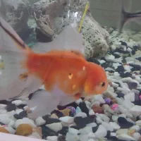 ماهی و آکواریوم