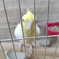 طوطی هلندی نر پیکو گل پسر|پرنده|ایلام, |دیوار