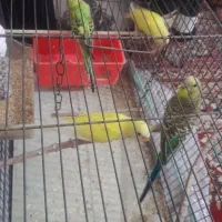 فروش پرنده‌ عشق