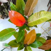 فیلودندرون پرتقالی برگ پهن در فروشگاه خانه گلها|گل و گیاه طبیعی|بندرعباس, |دیوار