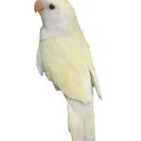 طوطی گمشده در کرم نسب