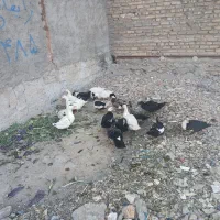 اردک محلی بزرگ