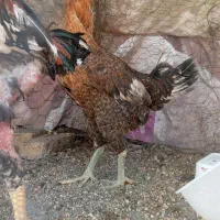 مرغ لاری