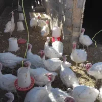 فروش بوقلمون|حیوانات مزرعه|مبارکه, |دیوار