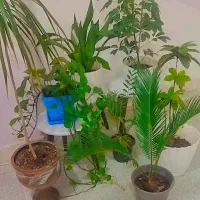 گل آپارتمانی|گل و گیاه طبیعی|بندرعباس, |دیوار