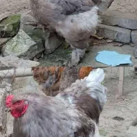 مرغ و خروس برهما بلو