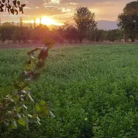 زمین زراعی خوش موقعیت|فروش دفتر صنعتی، کشاورزی، تجاری|خرمدره, |دیوار