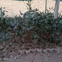 نهال پسته|خدمات باغبانی و درختکاری|شهرآباد, |دیوار