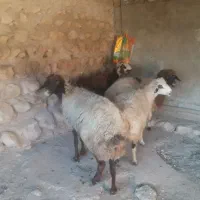 گوسفند آبستن داشتی