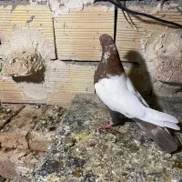 کبوتر|پرنده|اردبیل, |دیوار