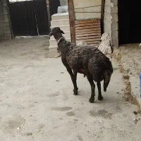 قوچ قزل افشار قیمت توافقی