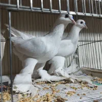 یک جفت قرمز گوز و تعدادی آغ پارپارلی|پرنده|تبریز, |دیوار