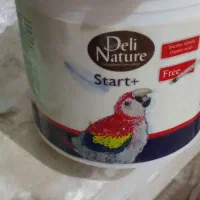 سرلاک عروس هلندی
