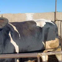 گوشت گوساله|خوردنی و آشامیدنی|بهار, |دیوار