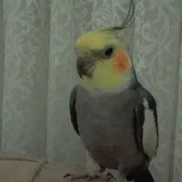 عروس هلندی سخنگو