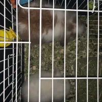 خرگوش لوپ نر با قفس|موش و خرگوش|ساری, |دیوار