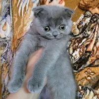 بچه گربه های سه ماهه اسکاتیش اصیل(نر و ماده)|گربه|همدان, |دیوار