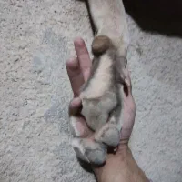 واگذاری سرابی خالص سرابی پژدردوبرمن خونگی|سگ|کرمانشاه, |دیوار