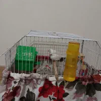 فنچ جفت خورده|پرنده|هشتگرد, هشتگرد قدیم|دیوار