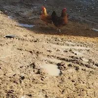 2عدد مرغ محلی