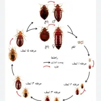 سمپاشی ساس سوسک سم پاشی گال زنبوردرتمام نقاط|خدمات نظافت|مشهد, کوشش|دیوار