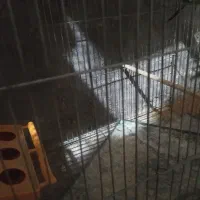 مرغ عشق های مولد تخم دار|پرنده|خرمدره, |دیوار