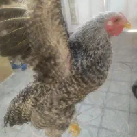 دو عدد خروس برهما 6 ماهه|حیوانات مزرعه|مرودشت, مسجد رسول‎|دیوار