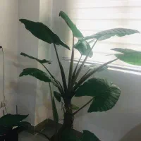 گل بابا ادم