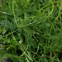 سبزی خورشتی بخار پز  با عطر بو بسیارعالی|خوردنی و آشامیدنی|رامهرمز, |دیوار