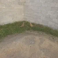 مرغ خروس تزینی|حیوانات مزرعه|رشت, ولکس|دیوار