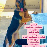 ف*روش یک قلاده ژرمن شپرد