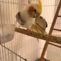 عروس هلندی|پرنده|تهران, سردارجنگل|دیوار