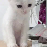 گربه پرشین نر|گربه|شاهرود, |دیوار