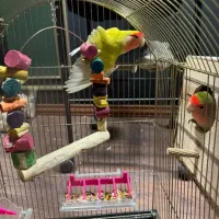 طوطی برزیلی نر وماده