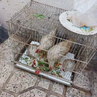 جوجه خروس