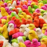 جوجه رنگی