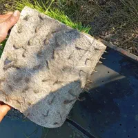 کودهای ارگانیک