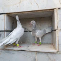 هفت‌رنگ|پرنده|الوند, |دیوار