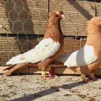 نروماده سینه سرخ وسینه سیاه اس اس